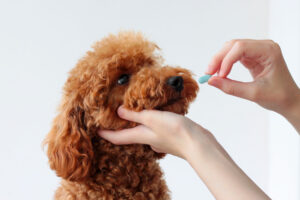 dog taking medication